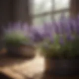 A close-up of vibrant lavender plants thriving indoors.