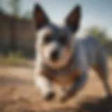 A Texas Heeler demonstrating agility and intelligence during training.