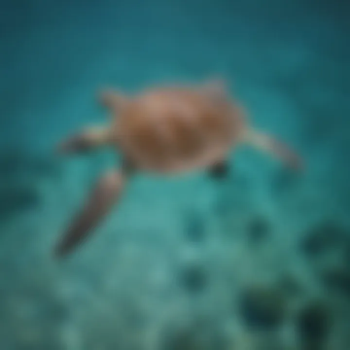 Aerial view of a green sea turtle swimming in clear blue waters