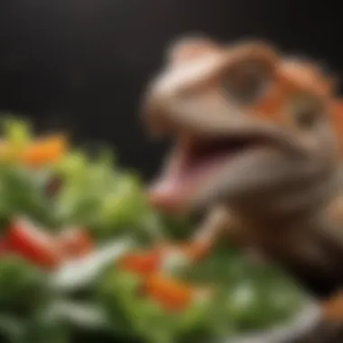 Bearded dragon eating a colorful salad