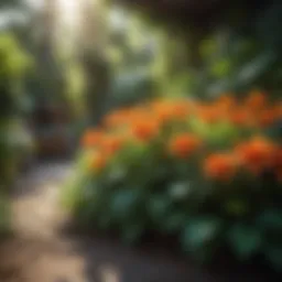 Vibrant garden filled with sun-loving plants