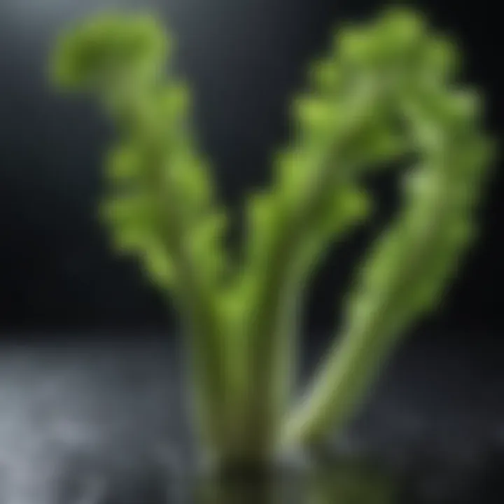 Freshly harvested celery with dew drops