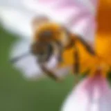 Close-up view of a bee on a flower