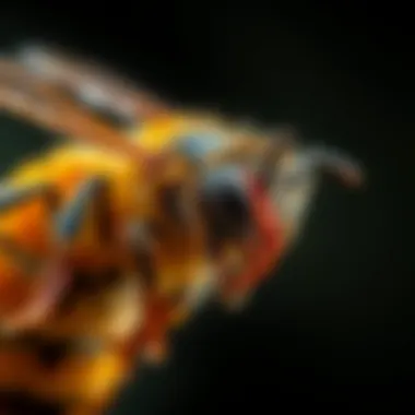 Anatomy of a Bee Sting Illustration of a bee sting anatomy