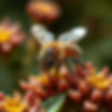 Natural Remedies for Relief Home remedy ingredients for bee stings