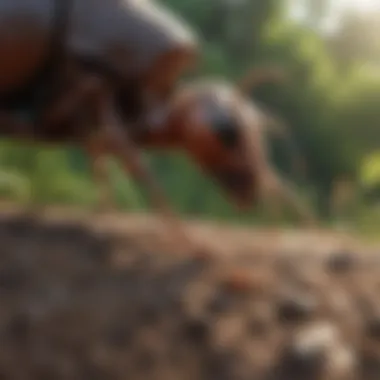 Natural Ant Control Methods Natural remedies for controlling ant populations