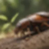 Detailed illustration of various roach species