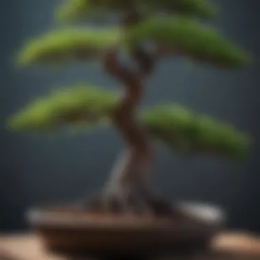 Seasonal Pruning Methods Seasonal changes in a bonsai tree illustrating different pruning techniques