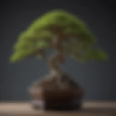 Various bonsai species arranged to demonstrate diverse trimming styles