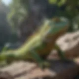 A vibrant green iguana basking in sunlight on a rocky surface