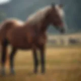 Majestic horse in a field