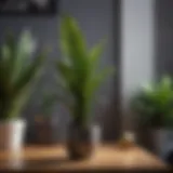 A vibrant snake plant thriving in a low-light corner of a modern apartment.