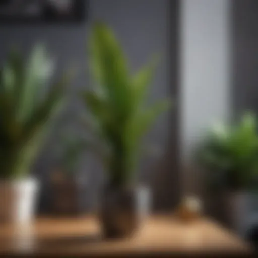 A vibrant snake plant thriving in a low-light corner of a modern apartment.