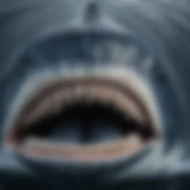 The Unique Baleen of a Blue Whale Close-up of a blue whale's mouth showcasing its baleen plates