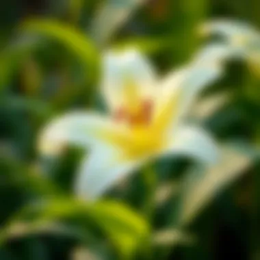Notable Lily Identification by Leaves: A Comprehensive Guide Notable Lily Identification by Leaves: A Comprehensive Guide