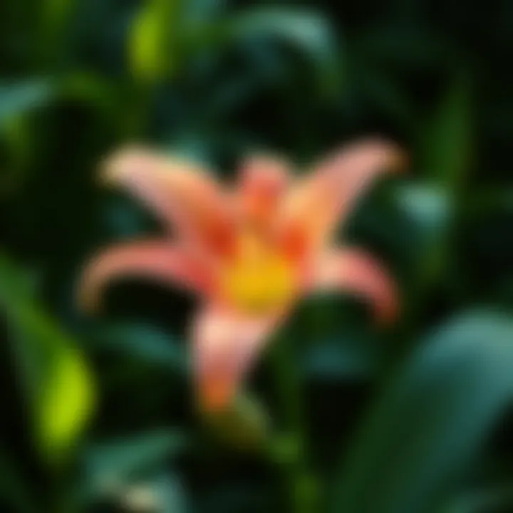 Lily Identification by Leaves: A Comprehensive Guide Summary