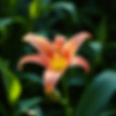 Lily Identification by Leaves: A Comprehensive Guide Summary Lily Identification by Leaves: A Comprehensive Guide Summary