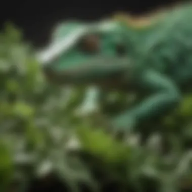 A close-up of a lizard examining leafy greens