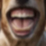 A close-up of a dog's teeth showing plaque build-up