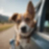 Dog experiencing car sickness in vehicle