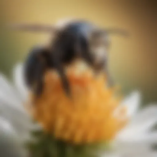 A close-up view of a mason bee collecting nectar from a flower in California, showcasing their unique features and behavior.