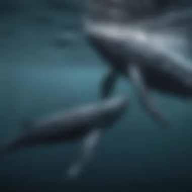 Humpback whale mother and calf swimming together