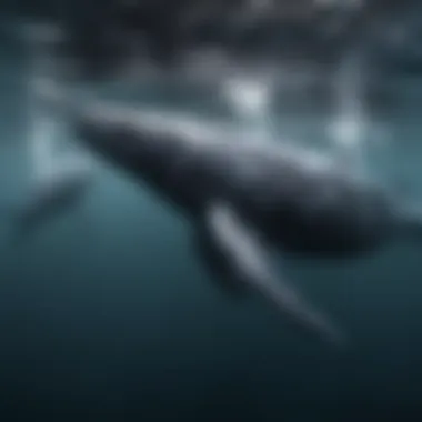 Underwater view of humpback whales interacting with their environment