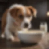 A dog curiously exploring a bowl of milk