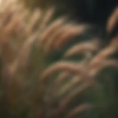 Close-up of a native Nebraska ornamental grass emphasizing its delicate seed heads