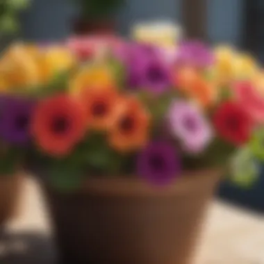 Close-up of colorful petunias in a pot basking in sunlight