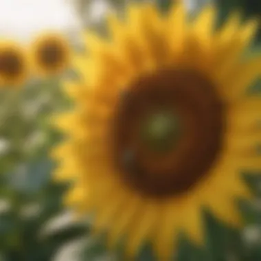 Sunflower attracting pollinators, showcasing biodiversity Close-up of sunflower with bees