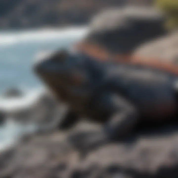 A vibrant marine iguana basking on a rock, a unique sight in the Galapagos ecosystem