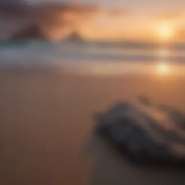 A serene beach scene at sunset, highlighting the tranquil beauty of the Galapagos