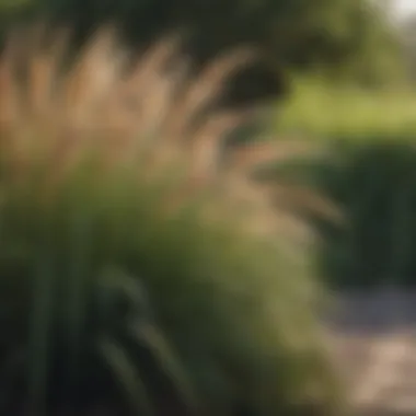 A well-designed garden featuring ornamental grasses as focal points for visual interest