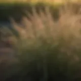 Diverse ornamental grasses in a Nebraska landscape showcasing their unique textures and colors