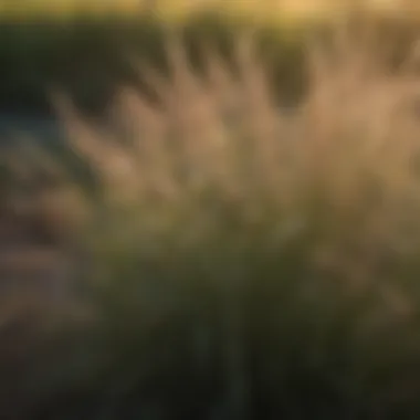 Diverse ornamental grasses in a Nebraska landscape showcasing their unique textures and colors