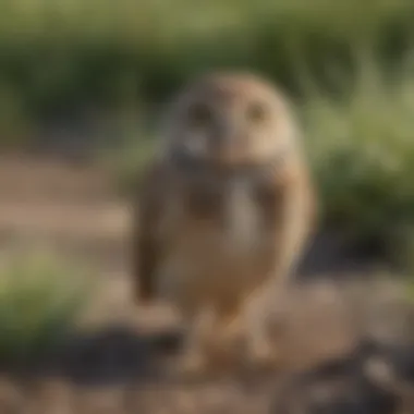 Burrowing Owl showcasing its unique habitat Burrowing Owl in a grassy field