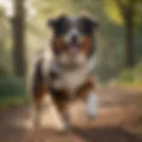 A playful Australian Shepherd frolicking in the park