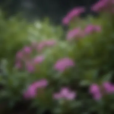 Close-up of phlox foliage, highlighting its texture and health.