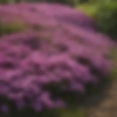 A lush garden bed covered in a carpet of phlox, illustrating ground cover capabilities.