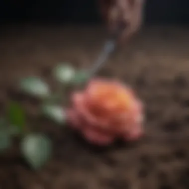 A healthy rose cutting placed in soil