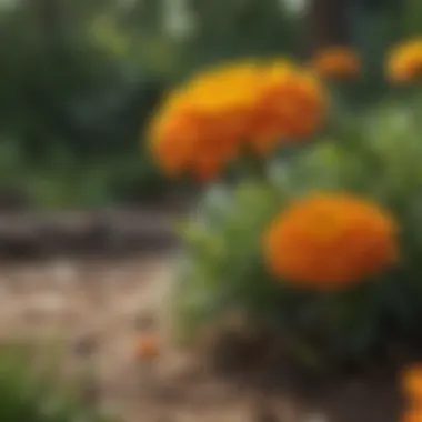 Marigolds: Nature's Wasp Deterrent A vibrant marigold garden showcasing its repellent qualities.