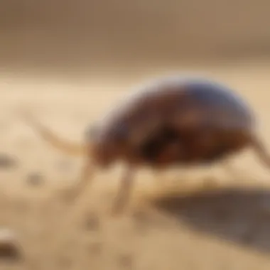 Visual guide for treating sand flea bites