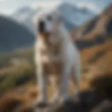 A majestic Pyrenean Mastiff standing tall in a mountainous landscape