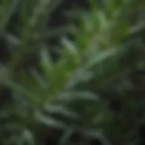 A close-up of rosemary leaves showcasing their rich green color and texture