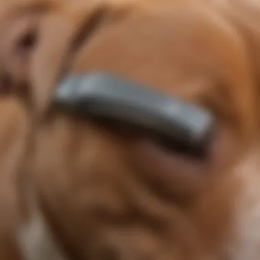 Close-up of a deshedding tool in action on a pitbull's coat