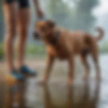 Pet owner fitting swim shoes on a dog before water activity