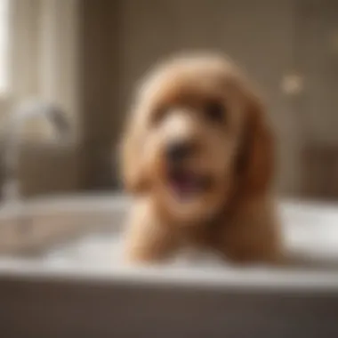 Bathing a Goldendoodle with Ideal Soap Goldendoodle enjoying a bath with the right soap