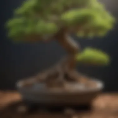 Bonsai Growth and Soil Quality A beautifully arranged bonsai tree in healthy soil, emphasizing the impact of soil on growth.