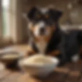 A bowl of rice alongside a resting dog showing signs of discomfort